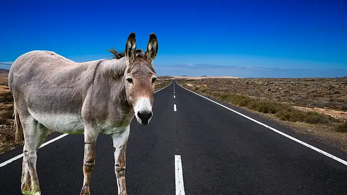 Kayseri'de bu yolda her an karşınıza eşek çıkabilir!