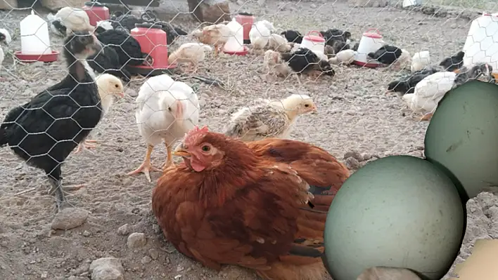 Kayseri'de bu yumurtayı görenler şaşırıyor – Tanesi 50 TL… İşte fiyat farkı ve özellikleri!
