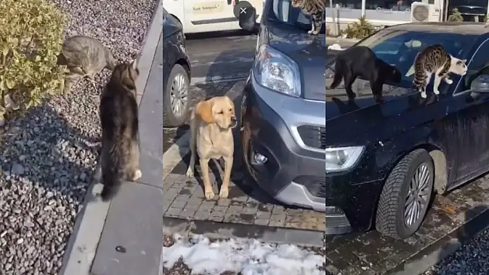 Kayseri'de çekilen görüntü sosyal medyada gündem oldu!