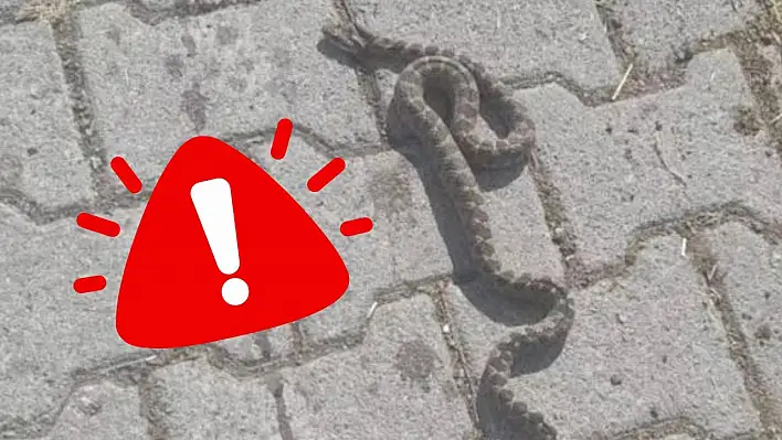 Kayseri'de 'Engerek' paniği: Eve kadar girdi!