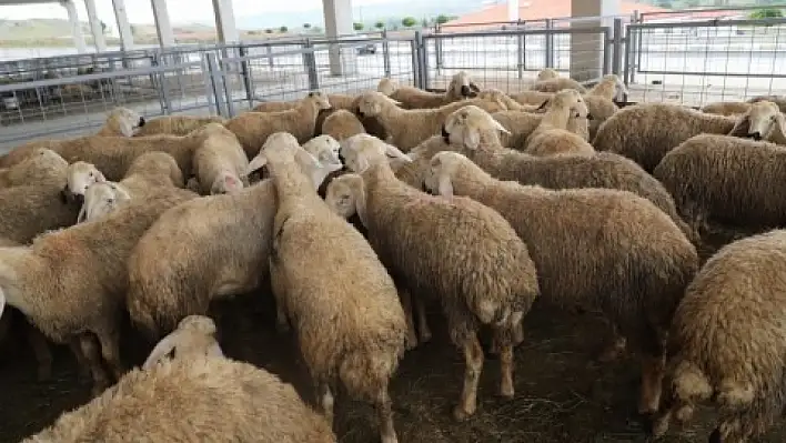 Kayseri'de fiyatlar el yakıyor! Peki kurban mı? Vekalet mi?