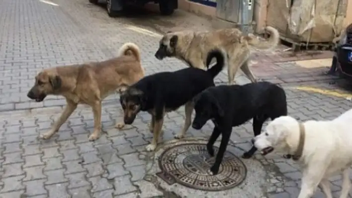 Kayseri'de Geçici Köpek Barınma Merkezi faaliyete geçecek!