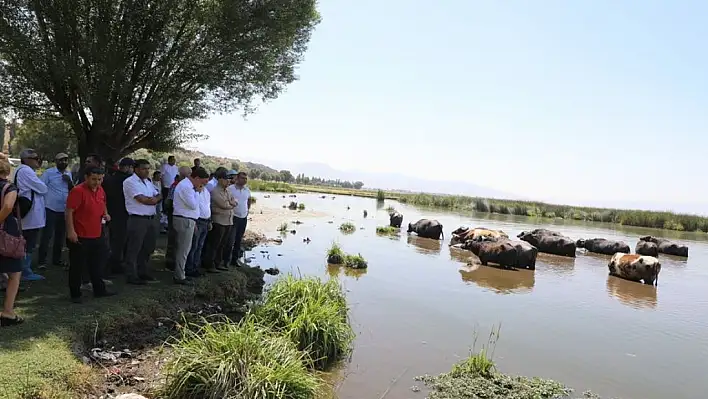 Kayseri'de göl kuruyor, manda çekiliyor!