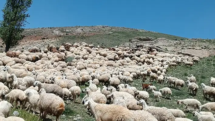 Kayseri'de hayvan sürüsüne saldırı iddiası – Çobanların darp edildiği öne sürüldü!