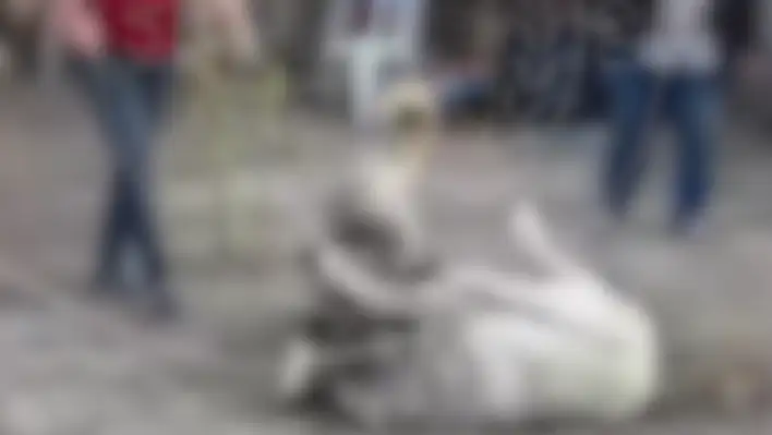 Kayseri'de hayvanlara eziyet eden şahıslar yakalandı - Köpek koruma altına alındı!