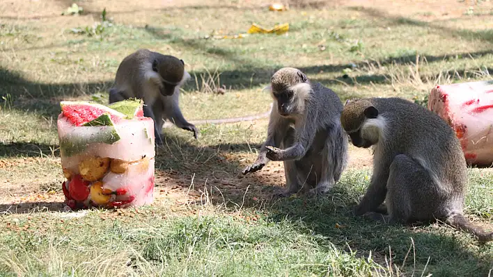 Kayseri'de hayvanlara yaz sürprizi: Buzlu meyve kokteyli keyfi