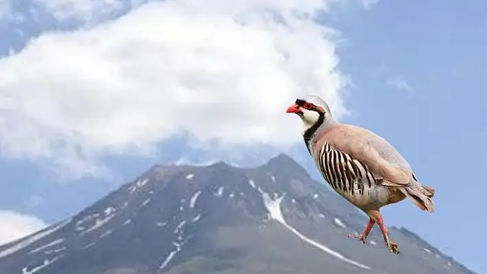 Kayseri'de herkes bu deyimi biliyor ama kimse hikayesini anlatmıyor