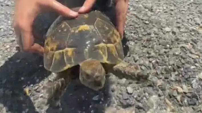 Kayseri'de herkesin imdadına koşuyorlar: Yangının arasında kalan kaplumbağı itfaiye kurtardı!
