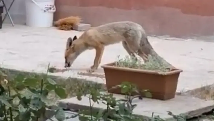 Kayseri'de ilginç dostluk: Evinde tilki besliyor
