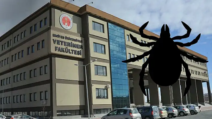 Kayseri'de kene sayısı neden artıyor? Uzmanlar tek noktaya dikkat çekiyor!