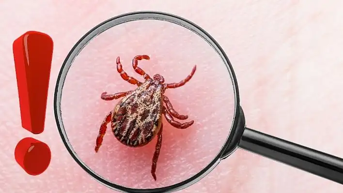 Kayseri'de kene tehlikesi büyüyor: Uzmanlar uyardı!