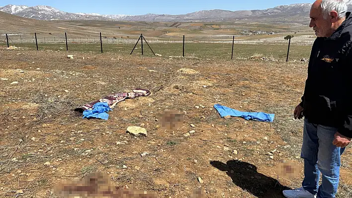 Kayseri'de köpek saldırısı:  Yaşlı adam hayatını kaybetti köpek sahipleri gözaltına alındı