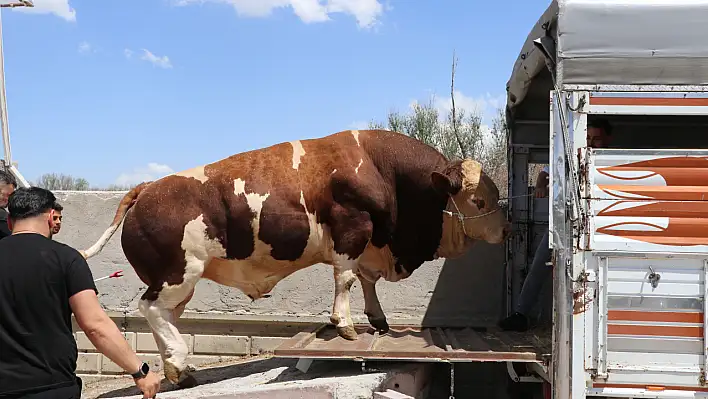Kayseri'de kurban pazarının şampiyonu rekor fiyata satıldı!