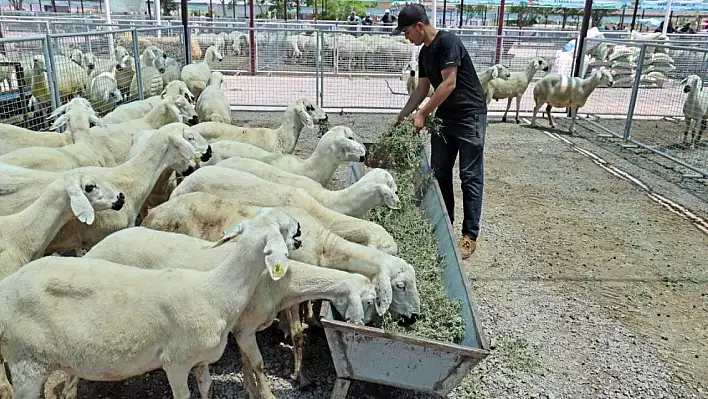 Kayseri'de kurban satışlarındaki fark!