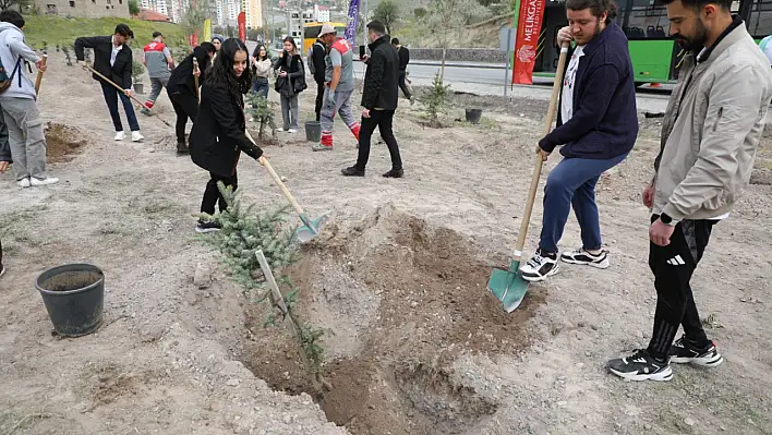 Kayseri'de ladin fidanları dikildi