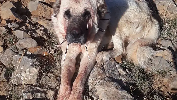 Kayseri'de Oklu Kirpinin Saldırısı Kör Etti!