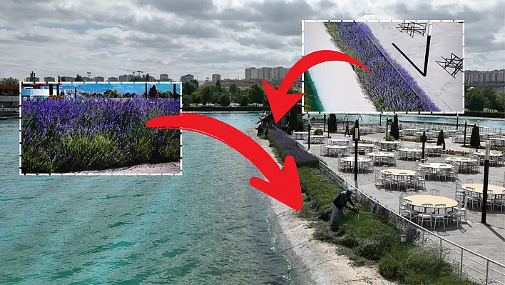 Kayseri'de parklar mor altınla bezendi: 8 Bölgeden yükselen kokular mest ediyor!