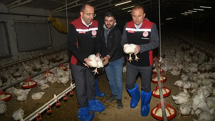 Kayseri'de piliç üretimi ile yerel ekonomi güçleniyor