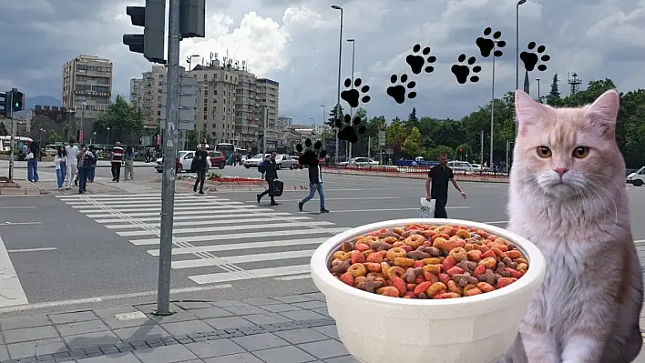 Kayseri'de sahipsiz hayvanlar için çağrı! Aman dikkat