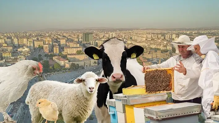 Kayseri'de sayıları her geçen yıl artıyor: Hayvancılık sektöründe dikkat çeken rakamlar!