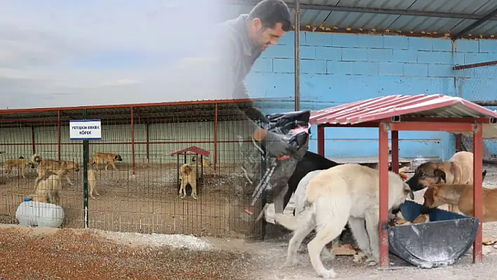 Kayseri'de sokak hayvanları güvende: O ilçede büyük adım!