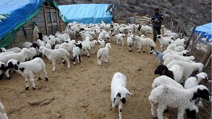 Kayseri'de Sokak Köpekleri 33 Kuzuyu Telef Etti