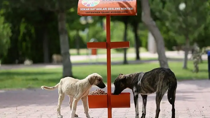 Kayseri'de Sokak Köpekleri Uyutulacak