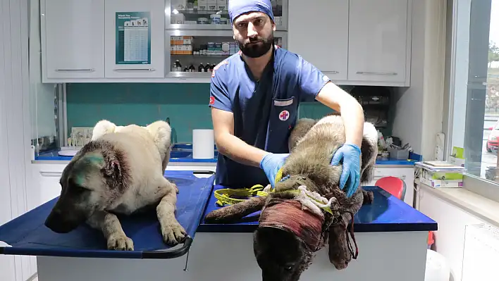 Kayseri'de sokak köpeklerinin kulakları kesildi!