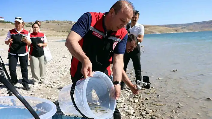 1 buçuk milyon balık suya bırakıldı!