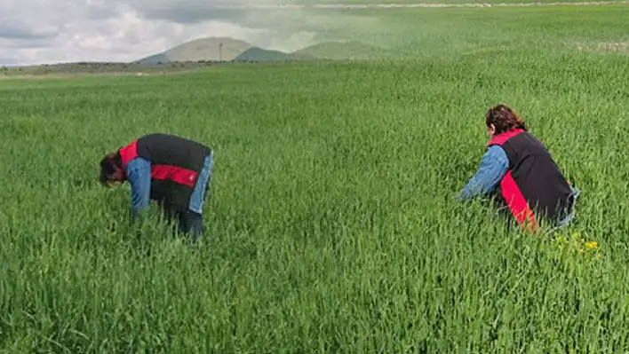 Kayseri'de süne mücadelesi çalışmaları sürüyor