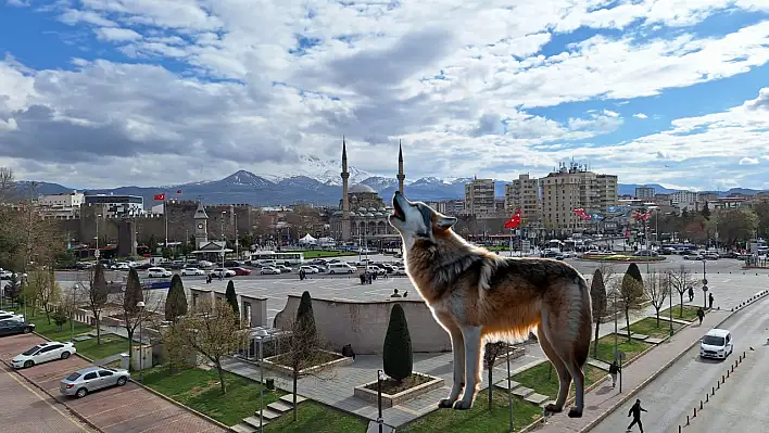 Kayseri'de süs köpeğinin 'Kurt' olma çabası görenleri güldürdü