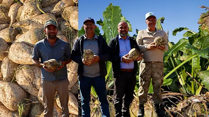 Kayseri'de toprağın bereketi ortaya çıktı: İlk pancarlar yüzleri güldürdü