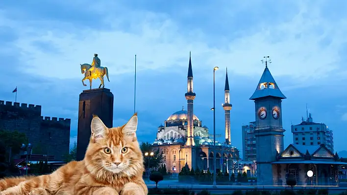 Kayseri'de yapılan kedi oteli beğenileri topladı!