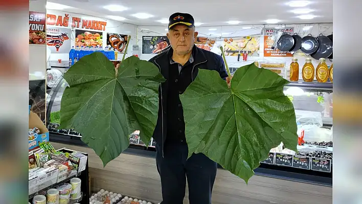 Kayseri'deki dev yaprak sosyal medyada gündem oldu!