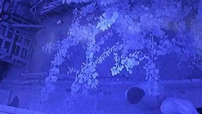 Dövüş horozunu böyle çaldılar