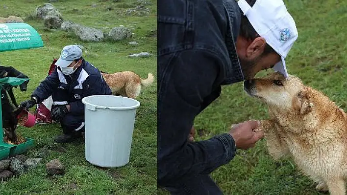 Sokak hayvanlarını özel ekip besliyor 