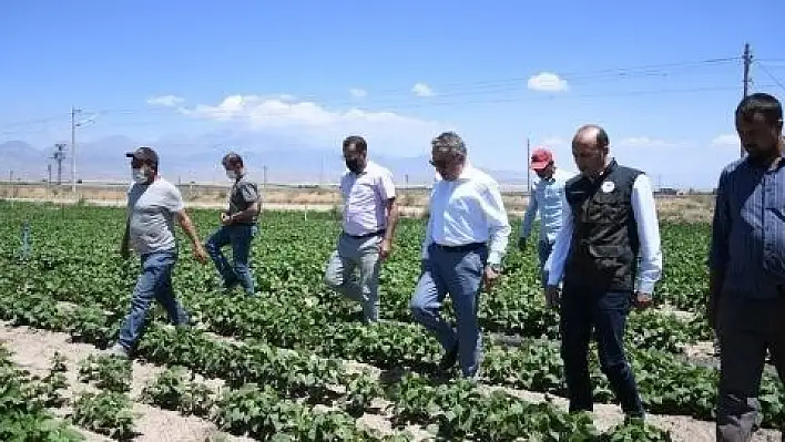 Yerli fasulye tohumu çiftçilerin yüzünü güldürdü