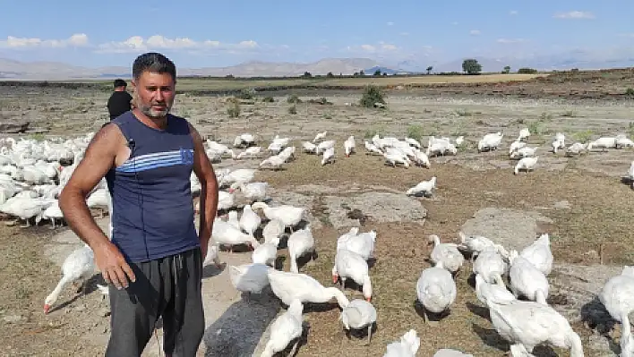 Pandemiyi fırsata çevirdi kaz çiftliği açtı