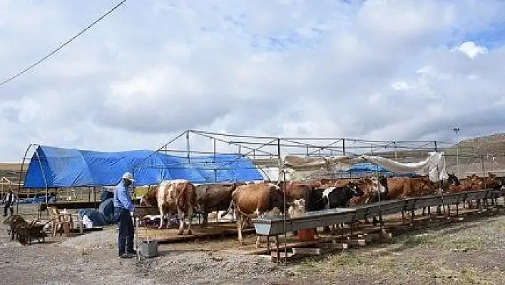 Kocasinan'ın profesyonel kurban hizmeti, çiftçilerin takdirini kazandı