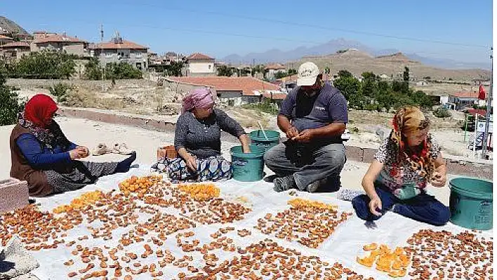 Damda kayısı kurutma telaşı başladı