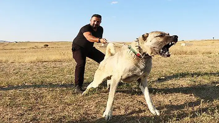 Dünya 'kangal'ı kabul etti 