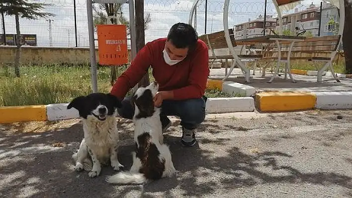 Emniyet personeli iki sokak köpeğini ezilmekten kurtardı