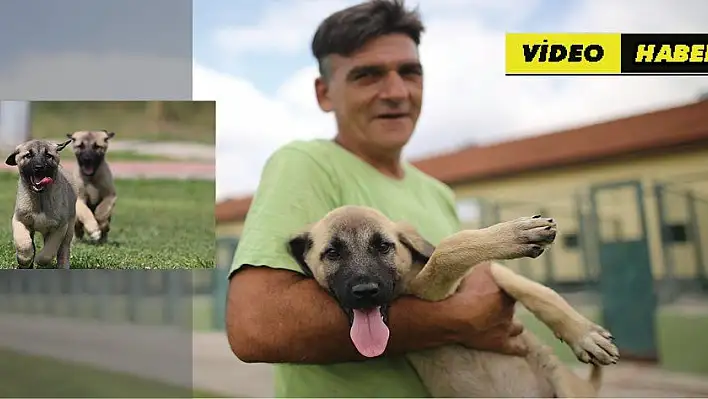 Bu köpekler kapış kapış...Dünyaya gelmeden satılıyor