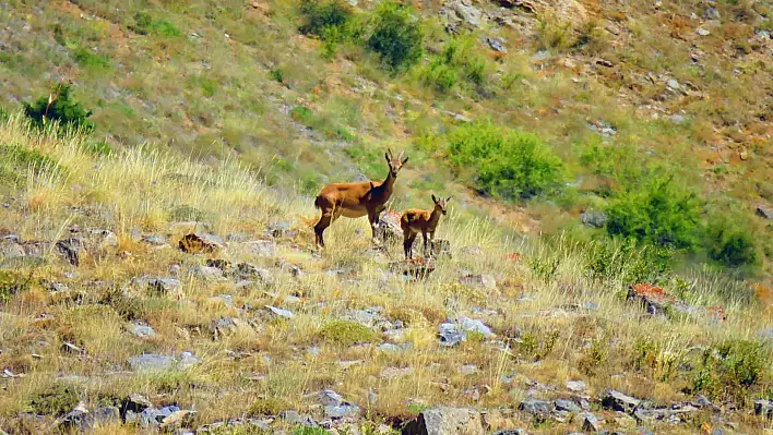 Kayseri'de yaban keçileri için kış hazırlıkları başladı