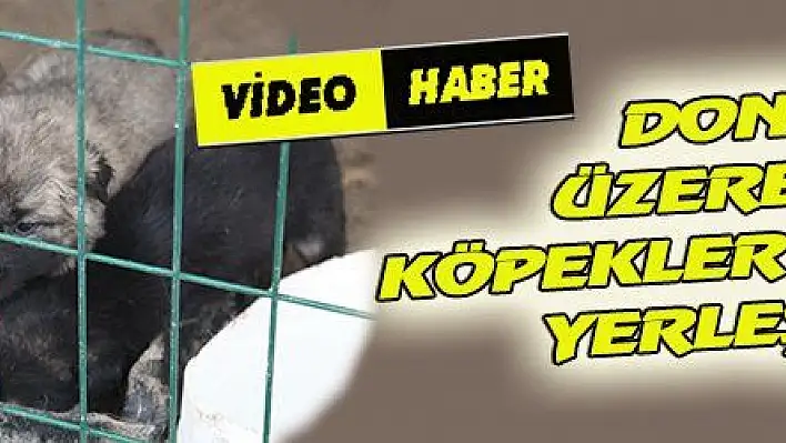 DONMAK ÜZERE OLAN KÖPEKLER BARINAĞA YERLEŞTİRİLDİ