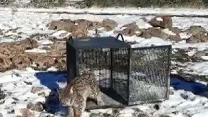 Açlıktan kümese giren vaşak doğaya bırakıldı.