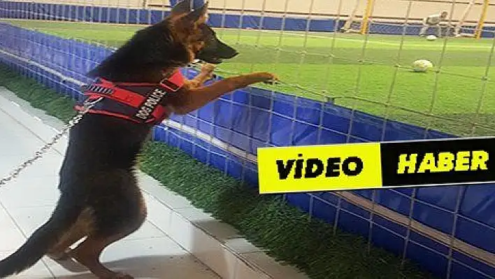 Futbol düşkünü köpek görenleri hayretler içinde bırakıyor