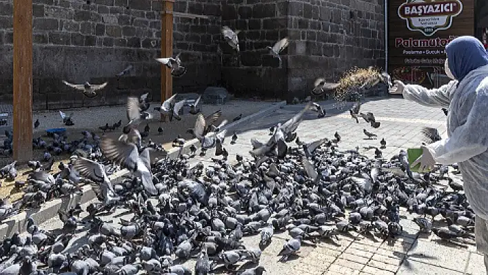 Kayseri Büyükşehir Belediyesi sessiz canları sahipsiz bırakmadı