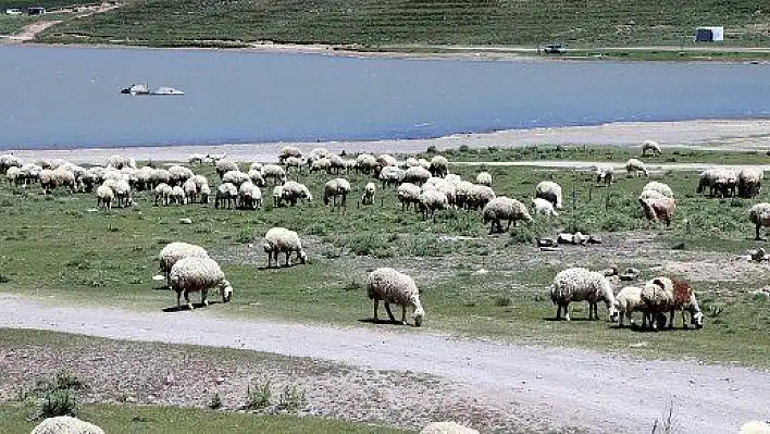 4 bin lira maaşla çalıştıracak çoban bulamıyorlar