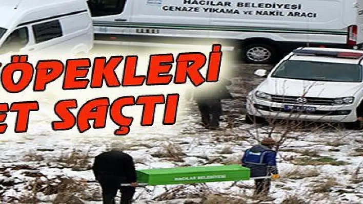 SOKAK KÖPEKLERİ DEHŞET SAÇTI